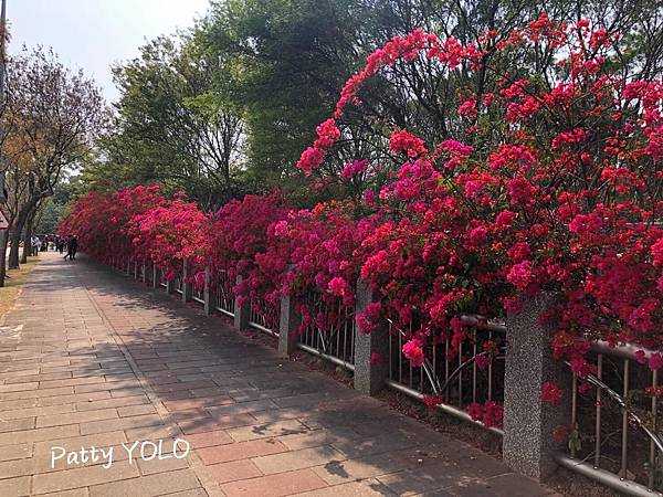 台中中科東大公園九重葛15.jpg