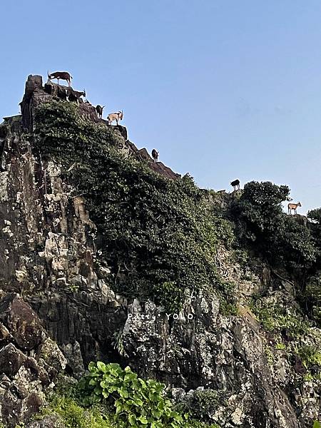 蘭嶼虎頭坡岩石上的羊.jpg
