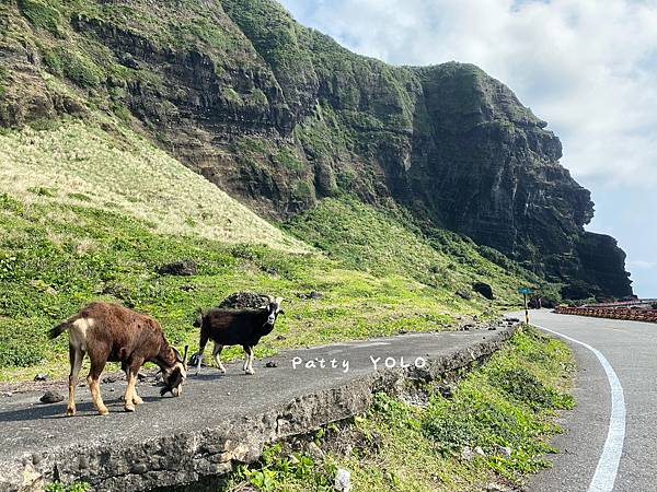 蘭嶼環島公路上的羊