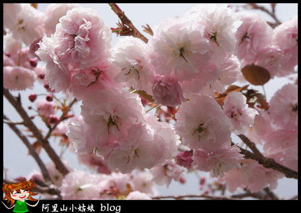 普賢象櫻 是阿里山櫻花季最晚盛開的櫻花 阿里山小姑娘的部落格 痞客邦