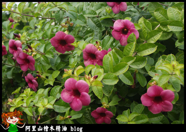 花型大又好看的紫蟬花 阿里山小姑娘的部落格 痞客邦 花型大又好看的紫蟬花 阿里山小姑娘的部落格 痞客邦