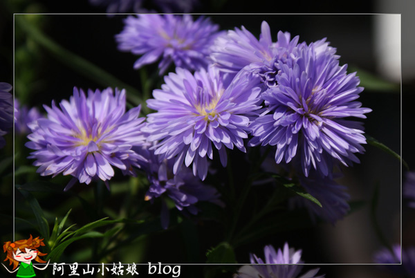 孔雀紫苑