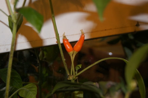 DSC03733.jpg