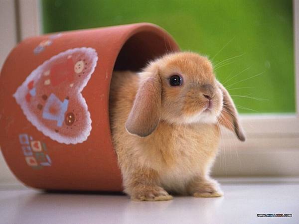 [wallcoo_com]_Lovely_rabbit_Picture_1da033025s.jpg