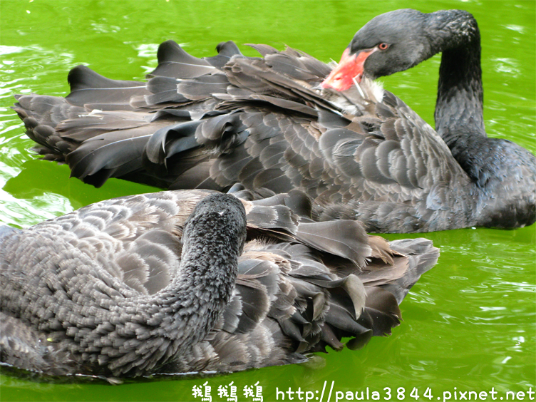 IMG_2348.png IMG_2348.png