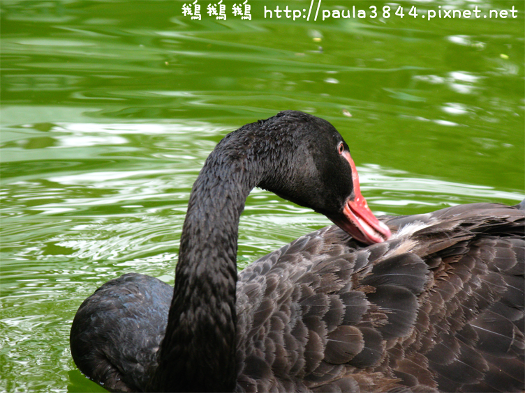 IMG_2354.png IMG_2354.png
