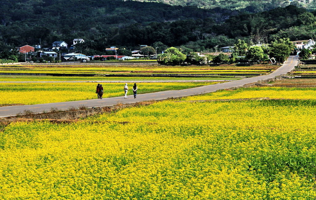 台東池上07.jpg