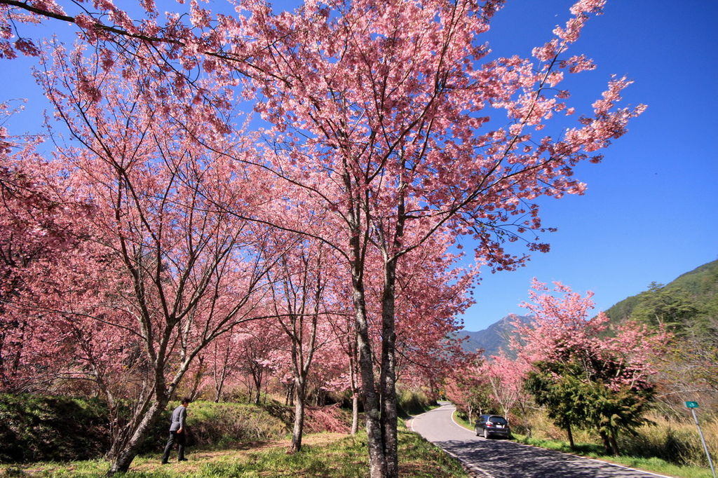 武陵櫻花04.jpg