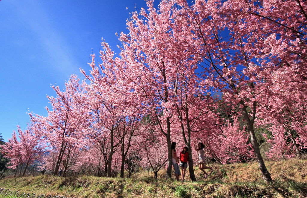 武陵櫻花14.jpg