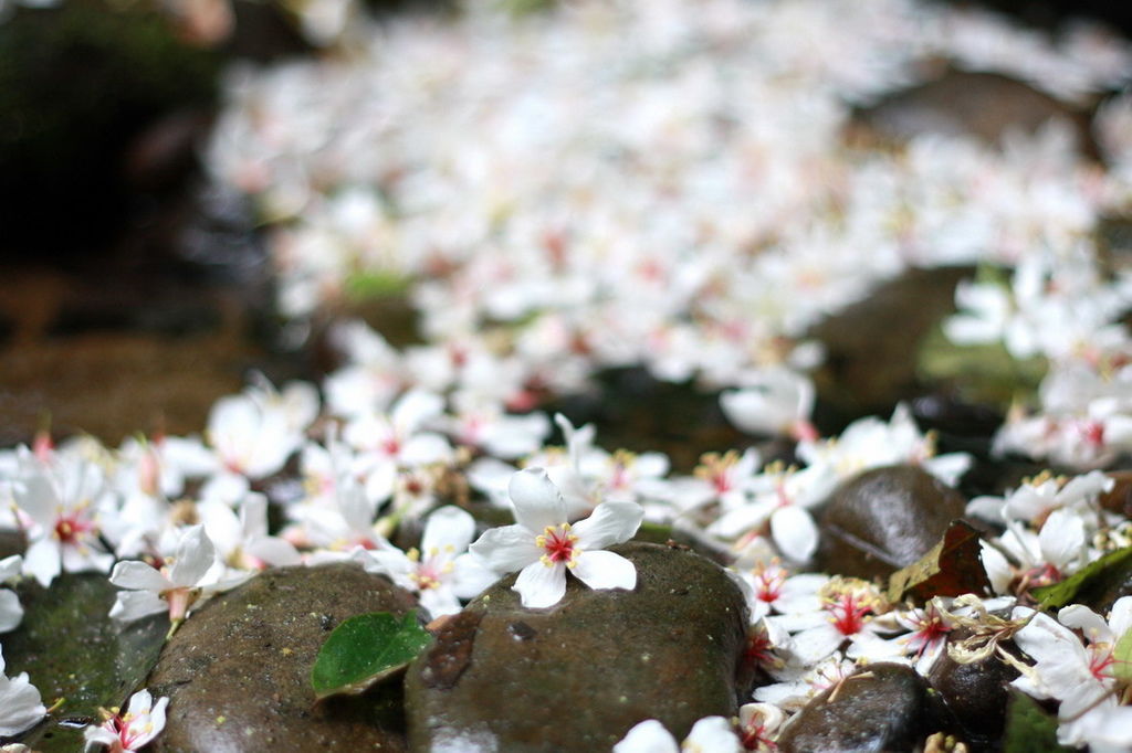 鳶山桐花02.jpg