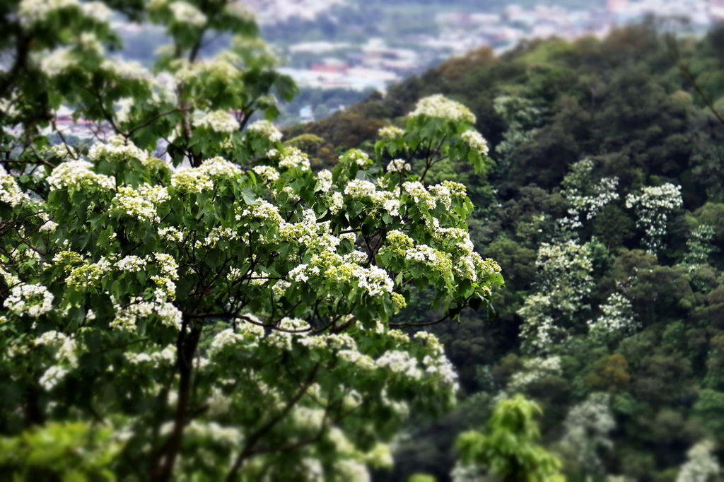 鳶山桐花10.JPG