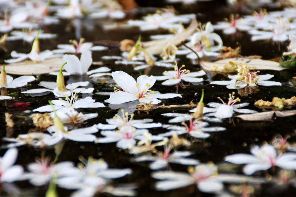 鳶山桐花18.jpg