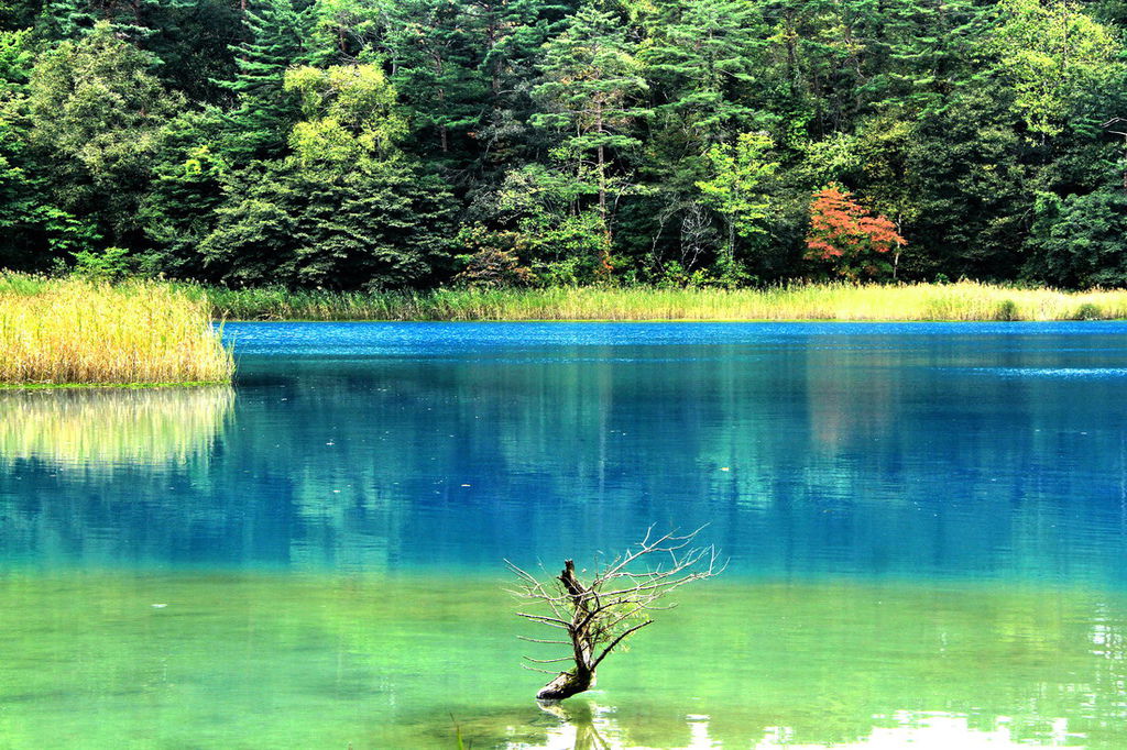 日本福島 五色沼 8座湖泊五彩繽紛 3 6公里自然探勝路入列米其林綠色指南 齊哥的食旅探go 齊哥的食旅探go 痞客邦