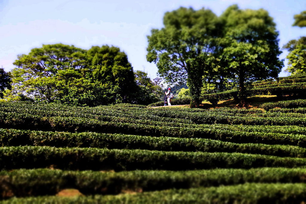 熊空茶園02.jpg