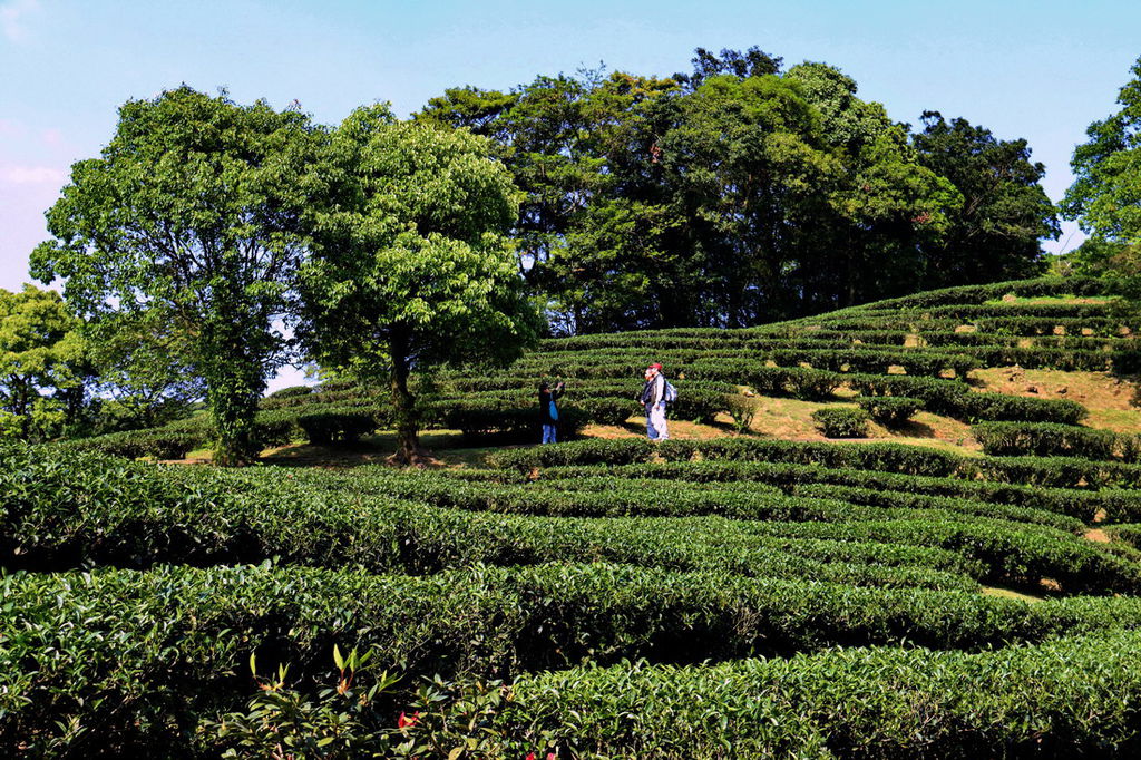 熊空茶園16.jpg