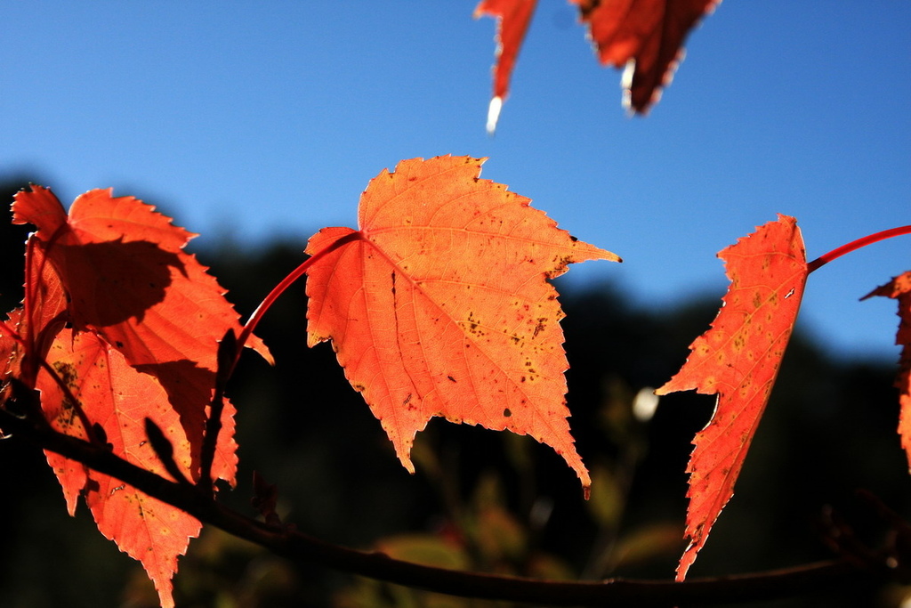 阿里山公路紅葉09.JPG