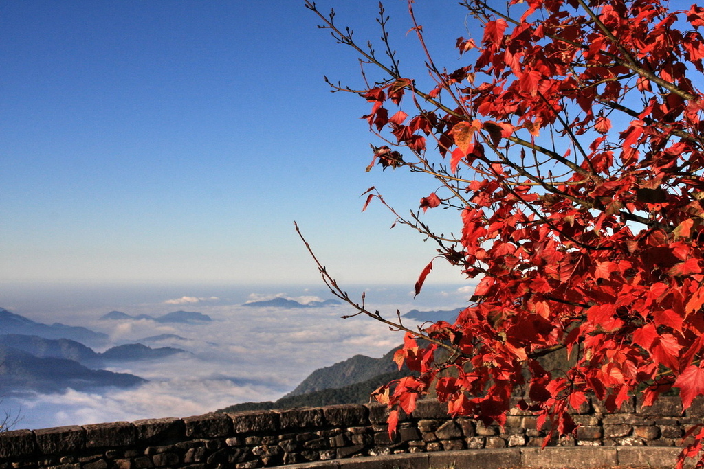 阿里山公路紅葉26.jpg