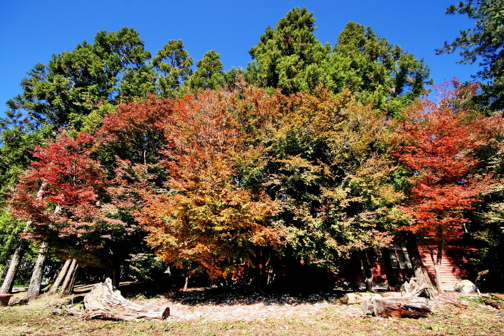 福壽山紅葉12.JPG