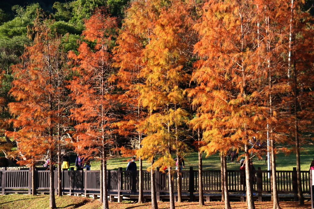 原住民公園11.JPG