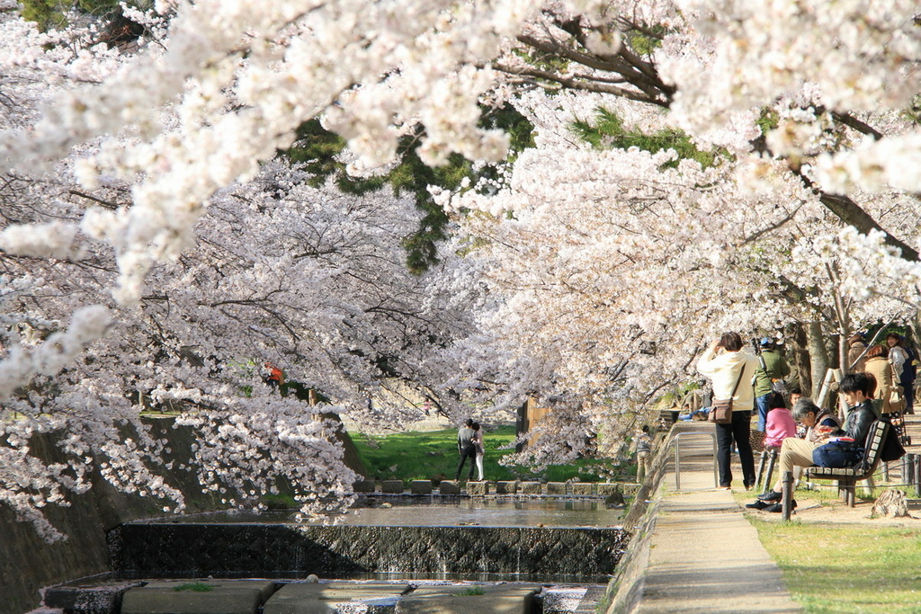 日本樱花百选 神户 夙川公园 1660棵吉野樱 雪白花海绵延2 8 公里长 齐哥的食旅探go 皮皮旅行 日本樱花百选 神户 夙川公园 1660棵吉野樱 雪白花海绵延2 8 公里长 齐哥的食旅探go 皮皮旅行