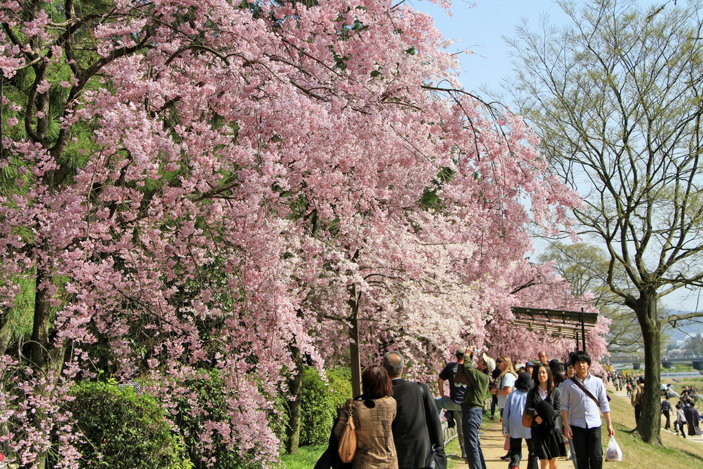 京都半木之道03.JPG