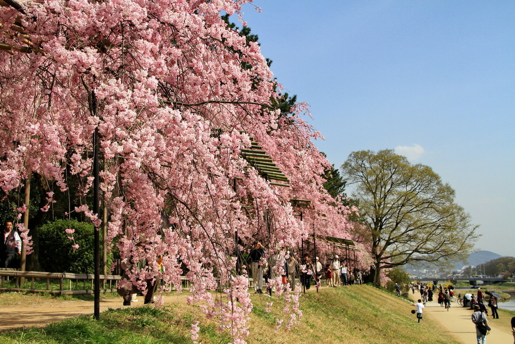 京都半木之道12.JPG