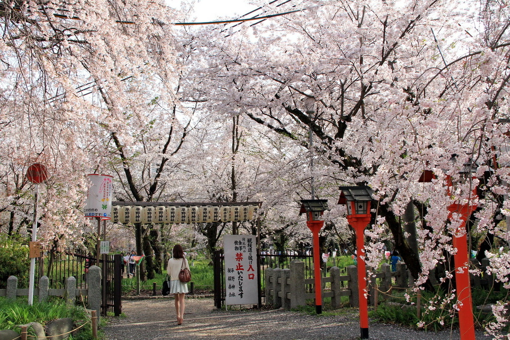 京都平野神社08.jpg