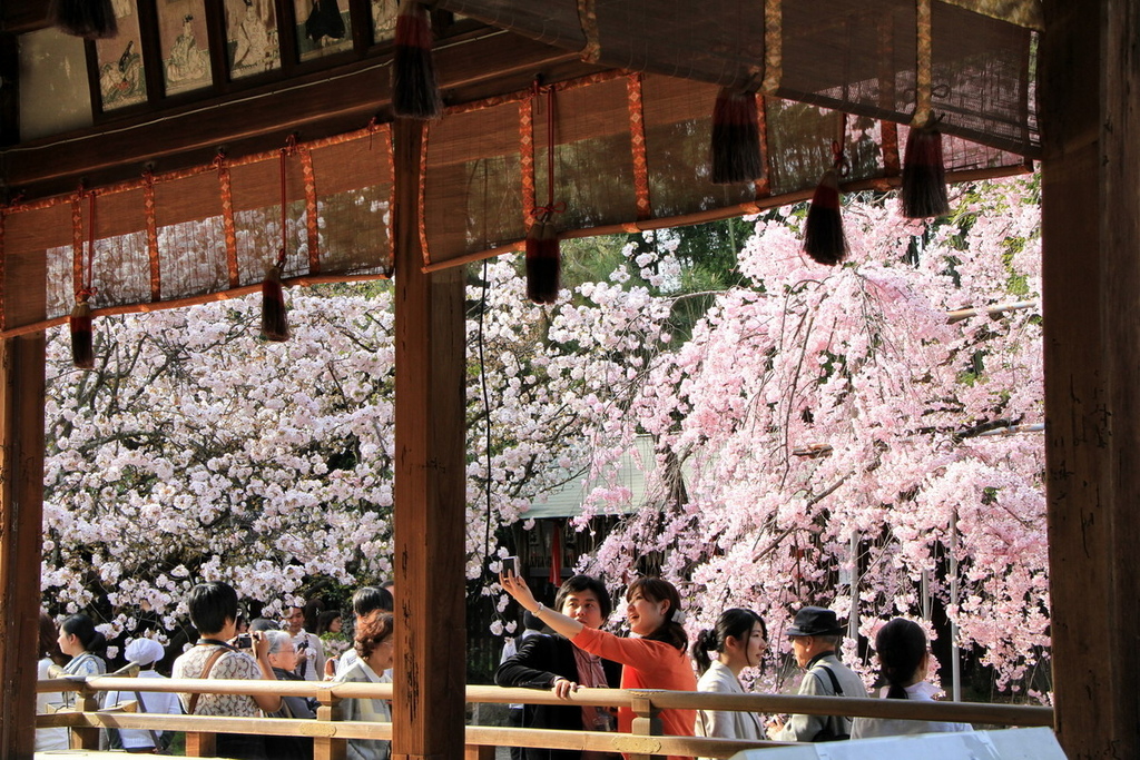 京都平野神社13.jpg