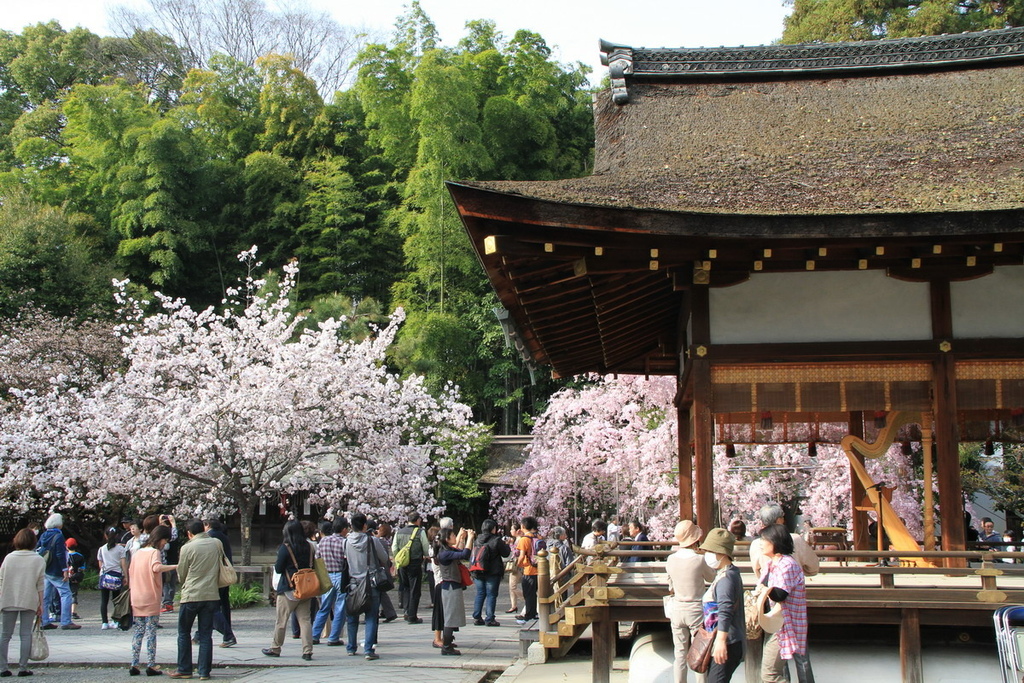 京都平野神社12.JPG