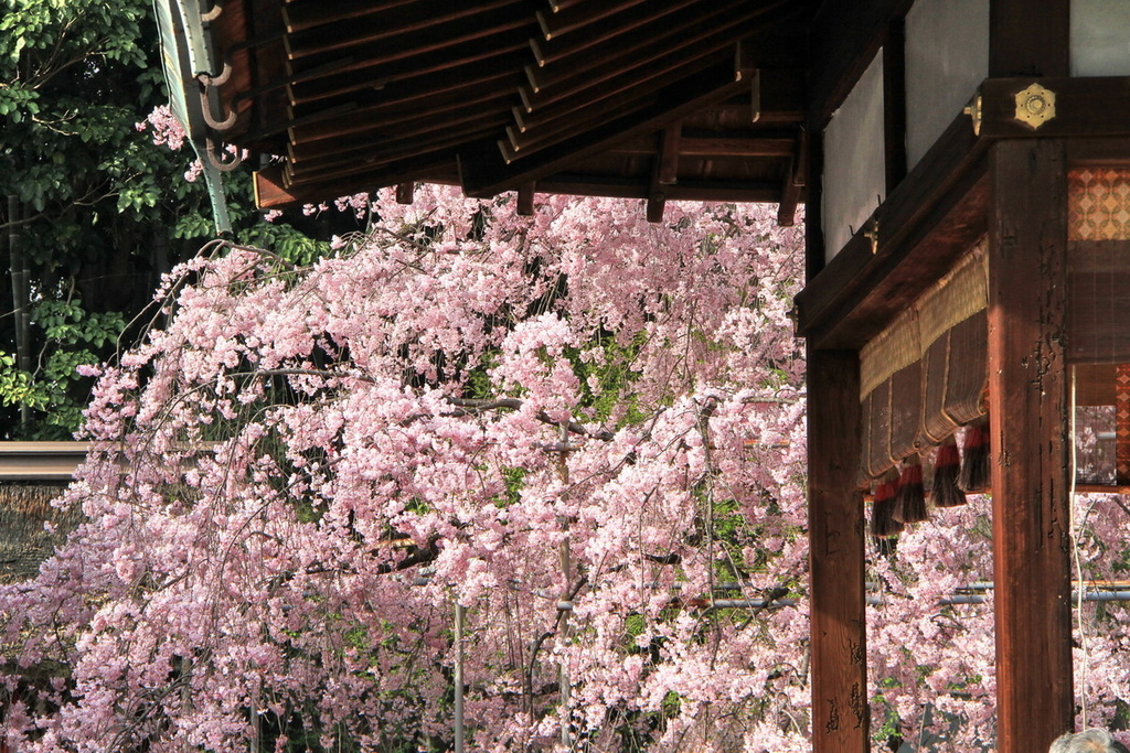 京都平野神社14.jpg