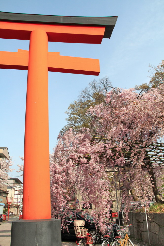 京都平野神社18.jpg