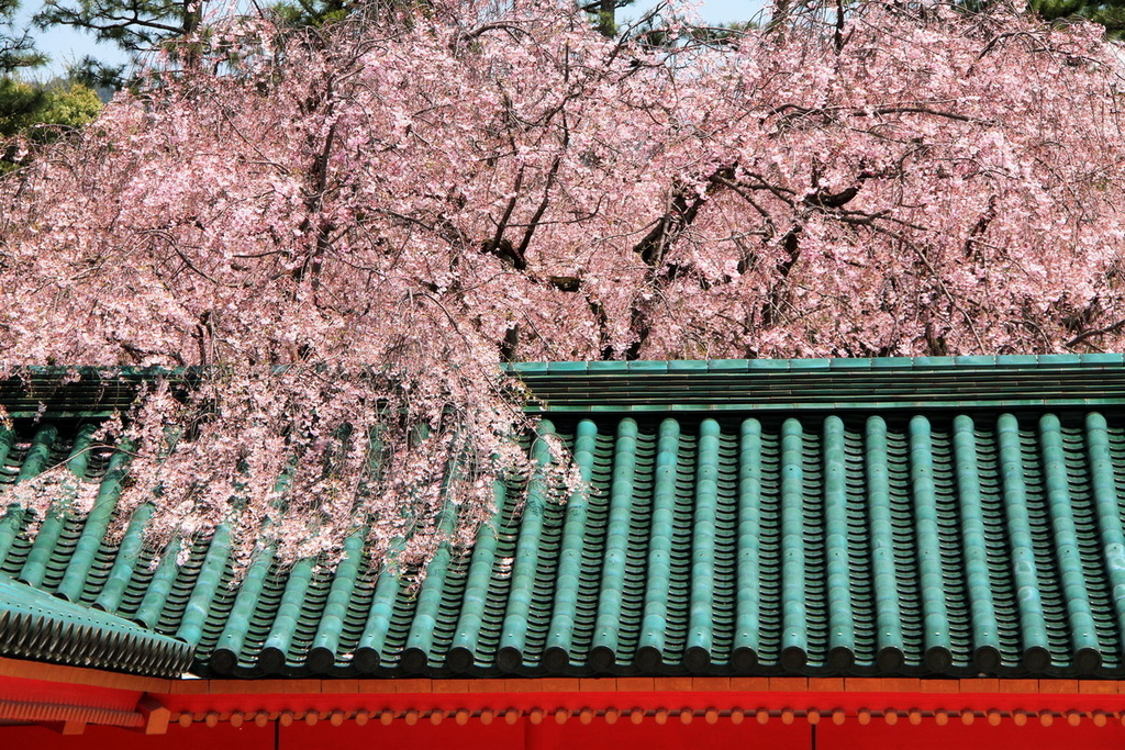 京都平安神宮05.JPG