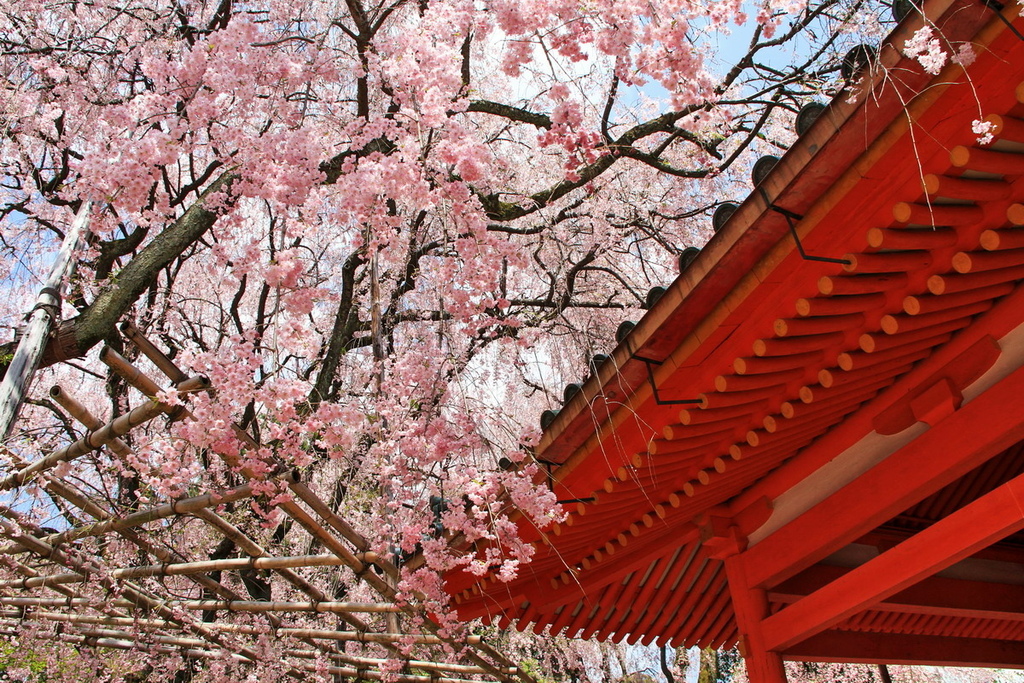 京都平安神宮08.JPG