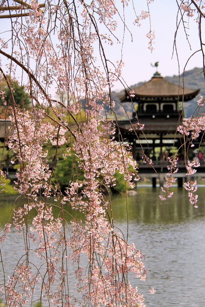 京都平安神宮21.JPG