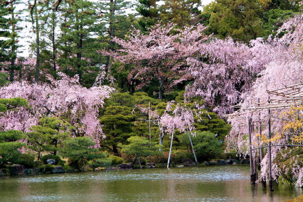 京都平安神宮24.JPG