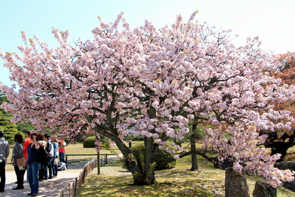 京都二條城05.JPG