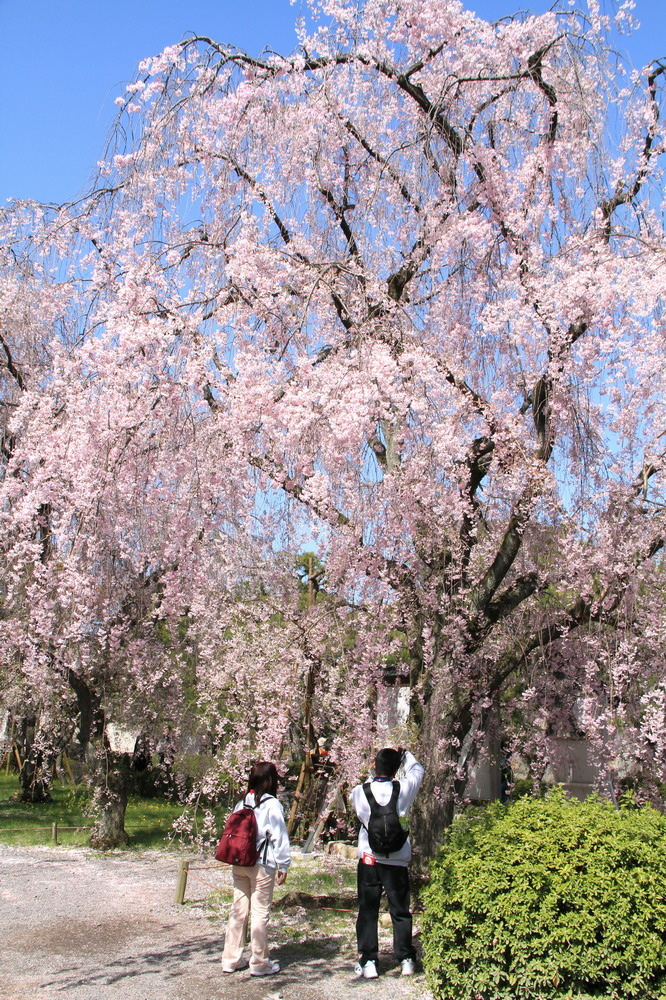 京都二條城25.JPG