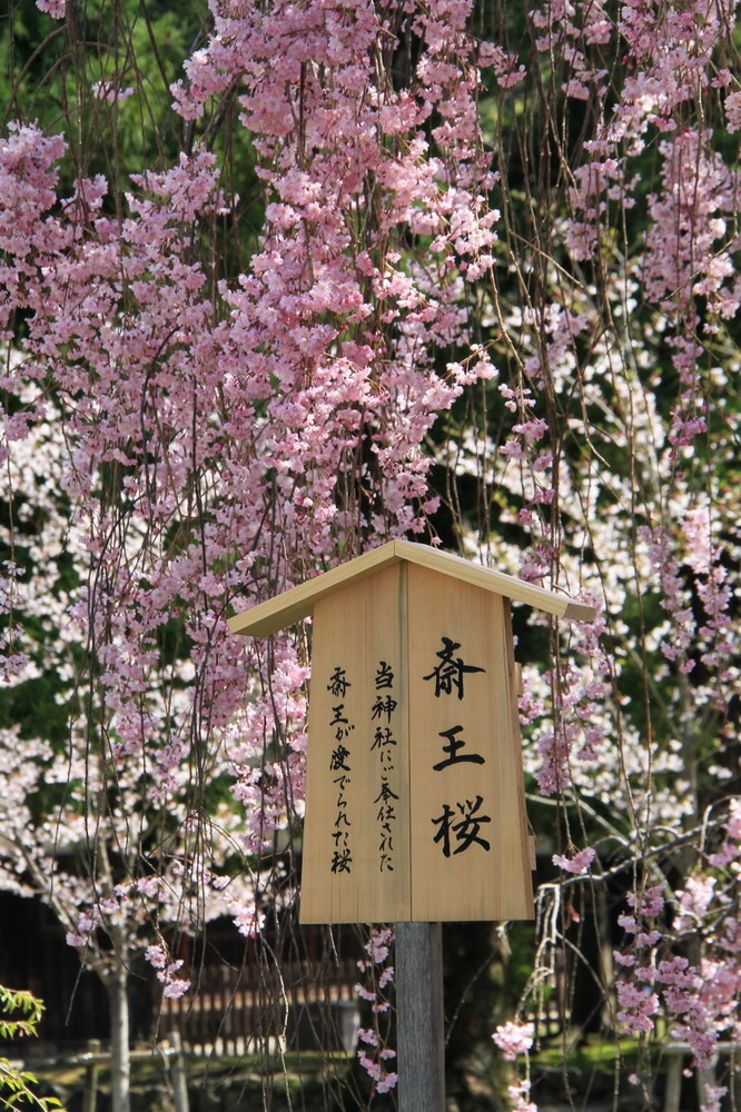 上賀茂神社09.jpg