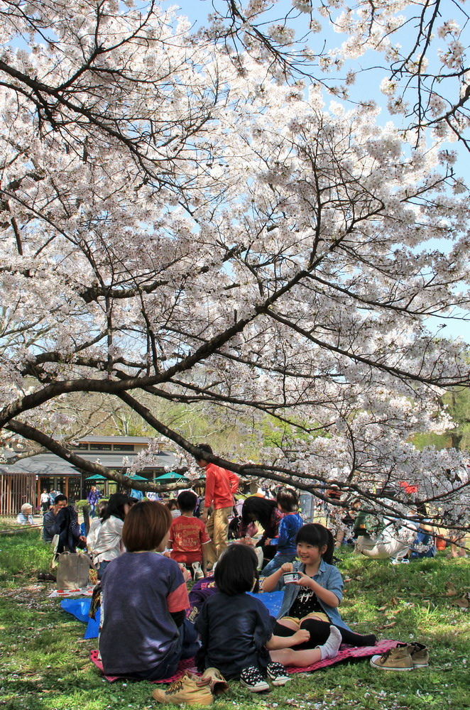 京都植物園櫻花04.jpg