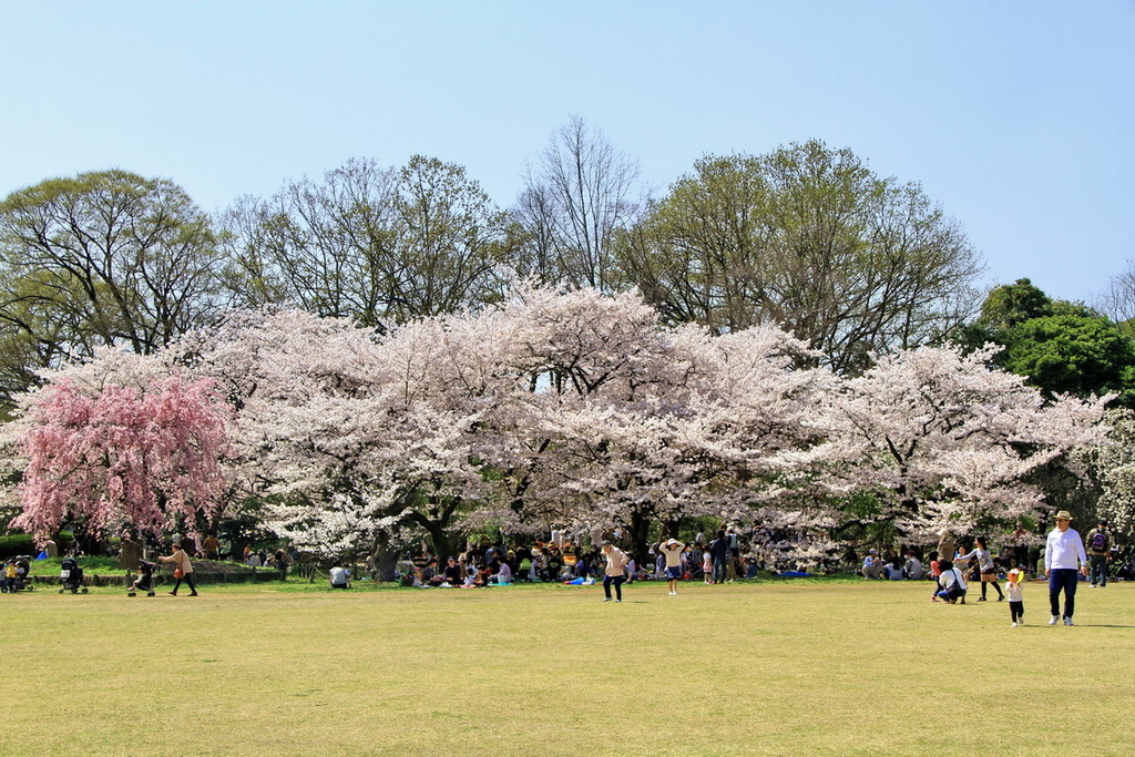 京都植物園櫻花02.JPG