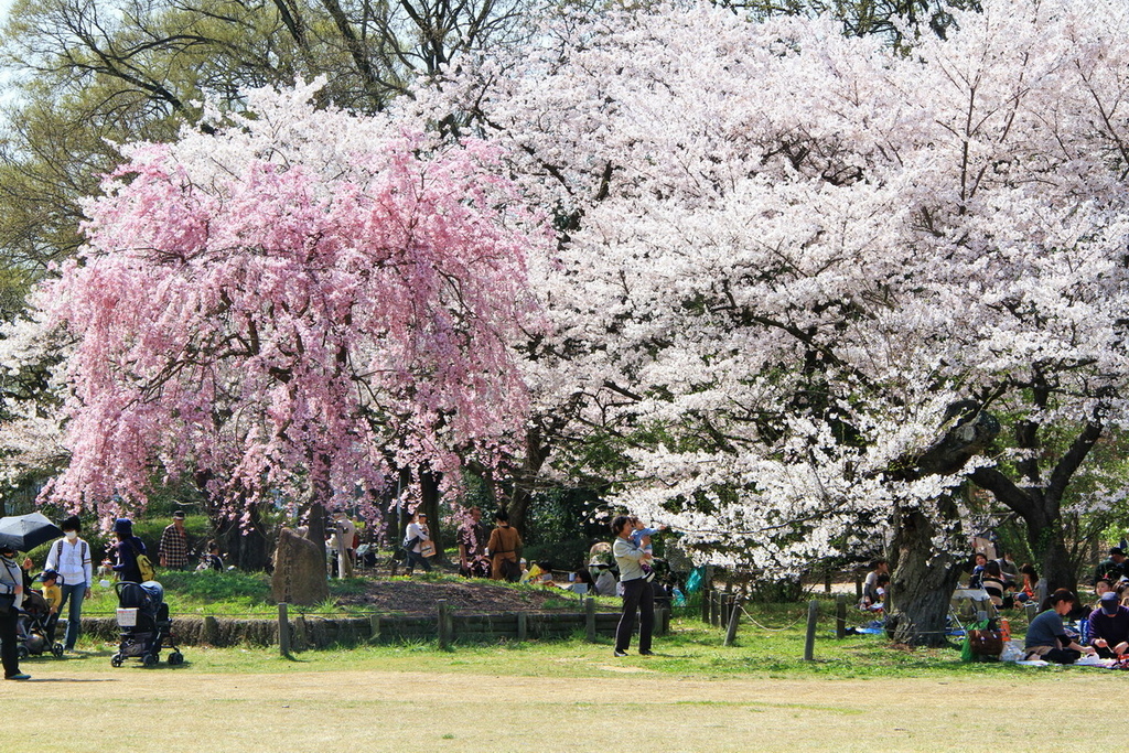 京都植物園櫻花05.jpg