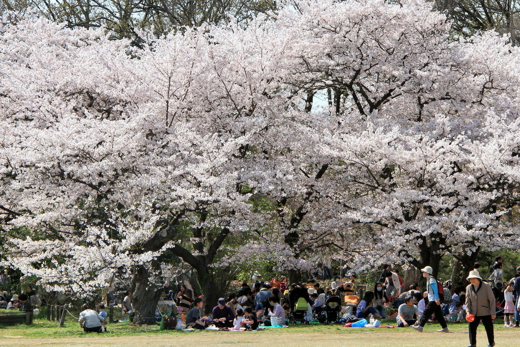 京都植物園櫻花03.JPG