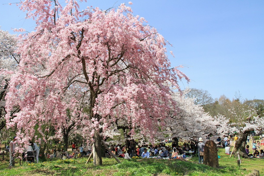 京都植物園櫻花06.JPG