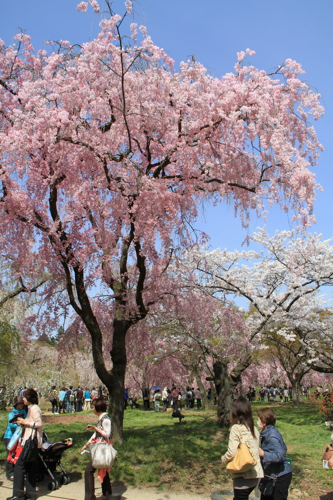 京都植物園櫻花12.JPG