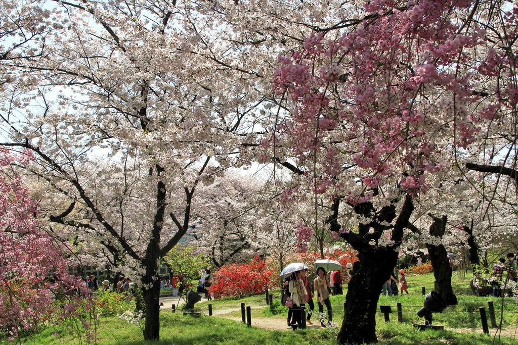 京都植物園櫻花11.JPG