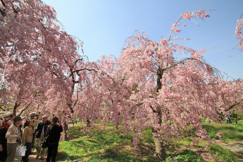 京都植物園櫻花13.jpg