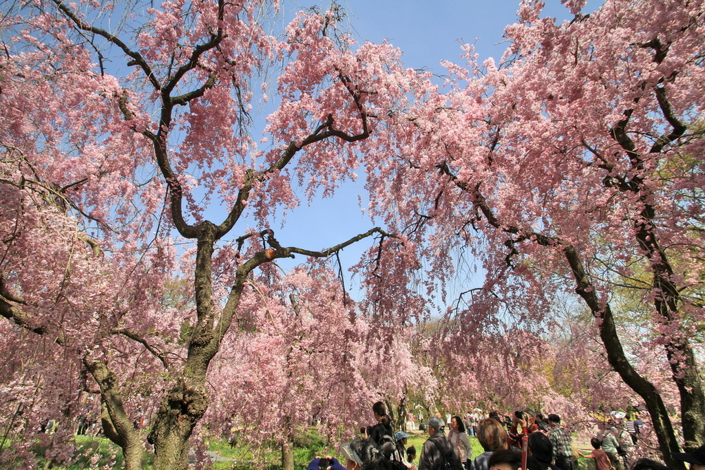 京都植物園櫻花14.jpg