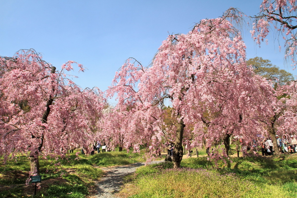 京都植物園櫻花18.jpg