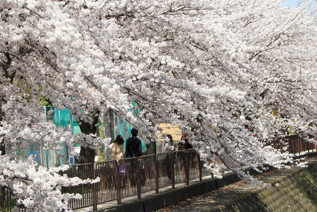 京都寶池公園03.JPG