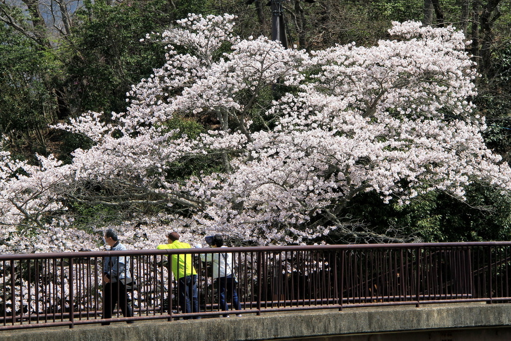 京都寶池公園12.JPG